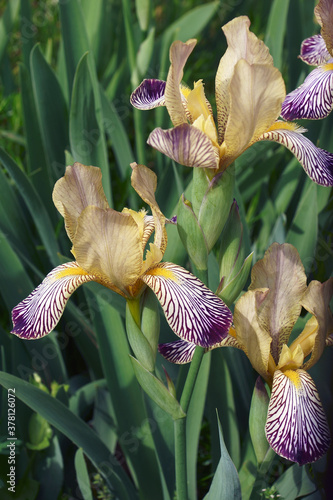 Variegated Sweet iris (Iris [Iris] variegata). Called Hungarian Iris also