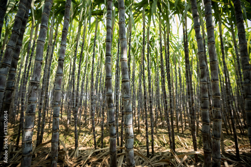 Sugarcane plants in growth at field