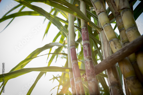 Sugarcane plants in growth at field