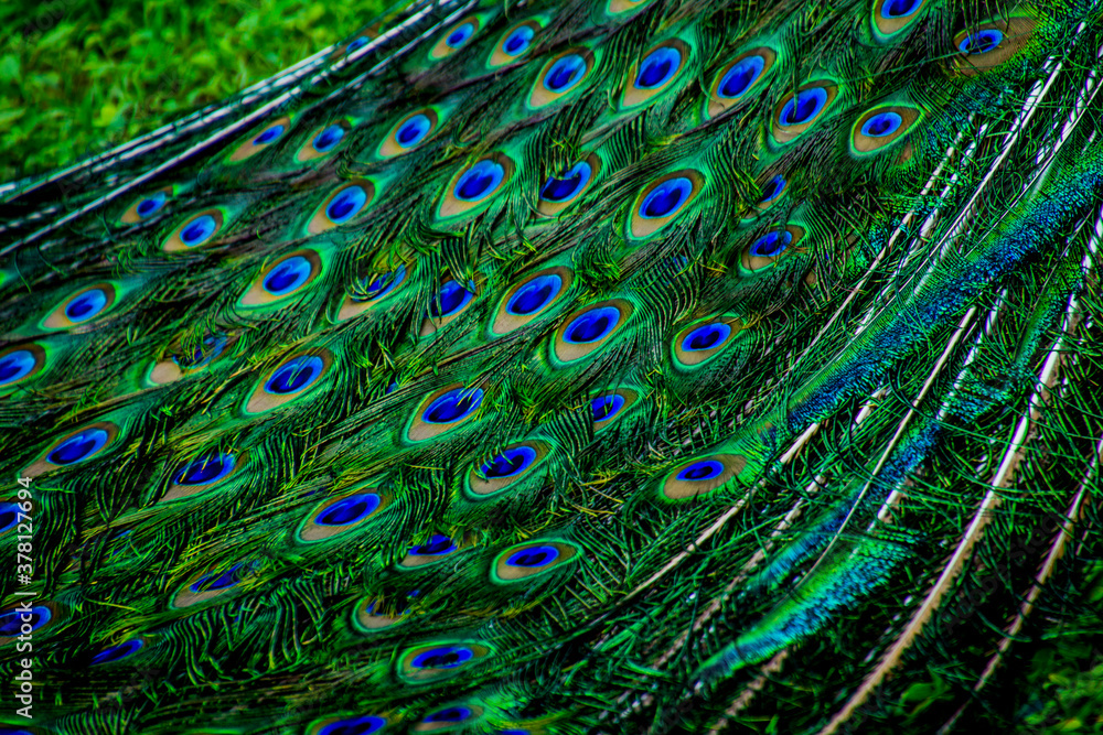 Obraz premium Various views of a peacock feather