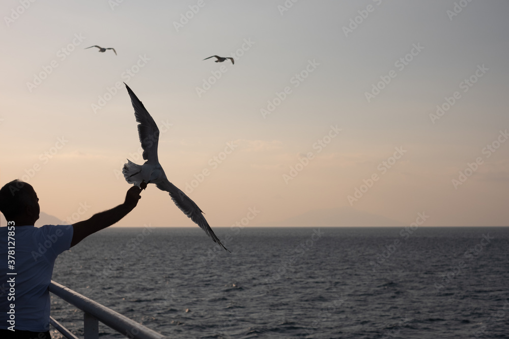 a man feeding seagull in ferry