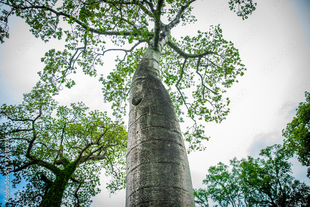 Fototapeta premium Árvore da família dos Baobás. Local: Parque Nacional do Peruaçú - MG.
