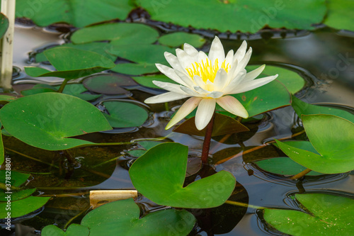 beautiful white lotuses in a pond with leaves