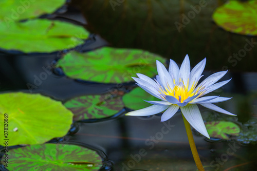 beautiful lotuses in the pond