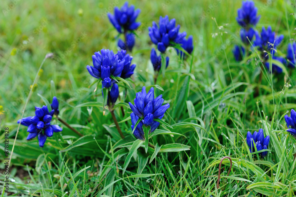 Blue flowers blooming on high altitude grassland in China Blue flowers blooming on high altitude grassland in China