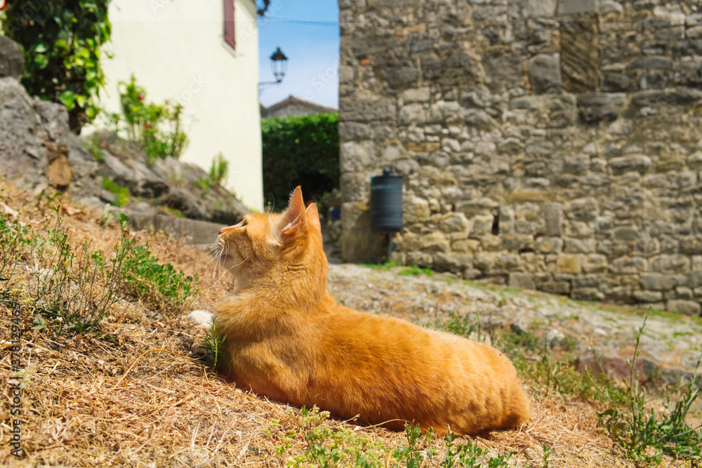 Obraz premium Adorable orange cat enjoying the last winter sun in the smallest city in the world - medieval town Hum in Istria, Croatia