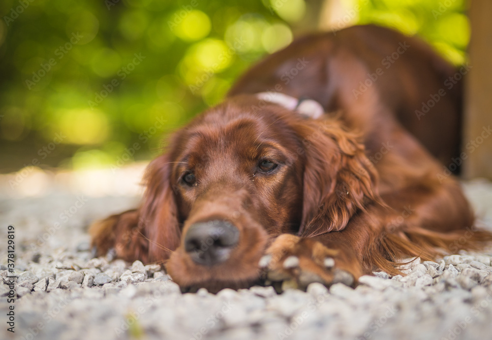 Portrait of an Irish red setter lying on the gravel ground in a forest. Focus on his sad eyes, otherwise the whole dog in a soft focus with head on the floor, looking sad.