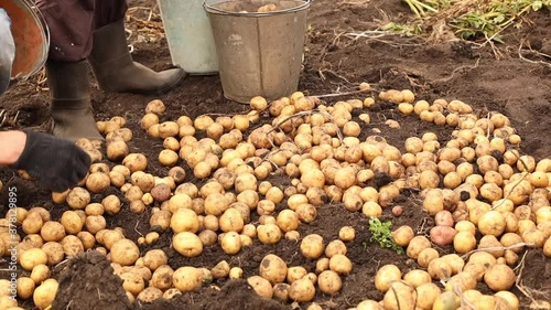 Man and woman puts potatoes in buckets, gathering harvest in russian village 
