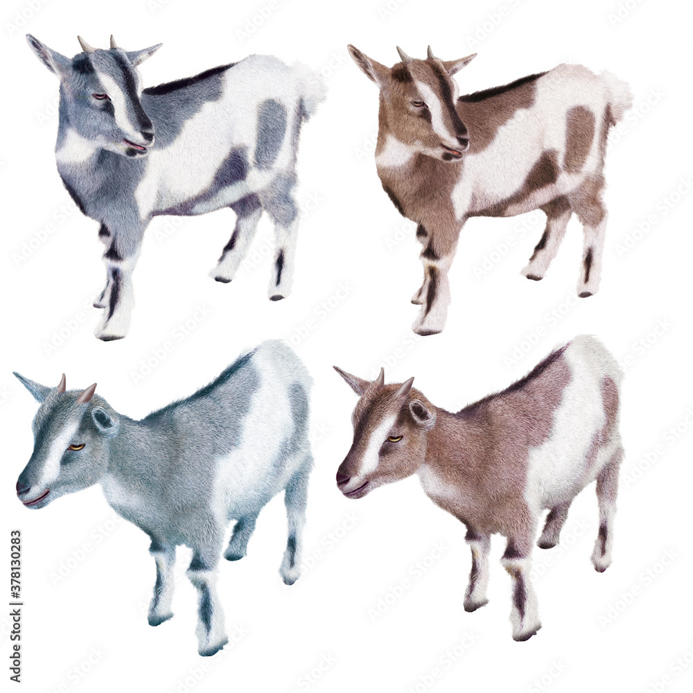 animal, ferme, chèvre, produit laitier, fromage, joli, animal de compagnie, mammifère, agneau, groupe, chat, agriculture bétail, jeune, animal, domestique, noir drôle, fond blanc, collection, photo i animal, ferme, chèvre, produit laitier, fromage, joli, animal de compagnie, mammifère, agneau, groupe, chat, agriculture bétail, jeune, animal, domestique, noir drôle, fond blanc, collection, photo i