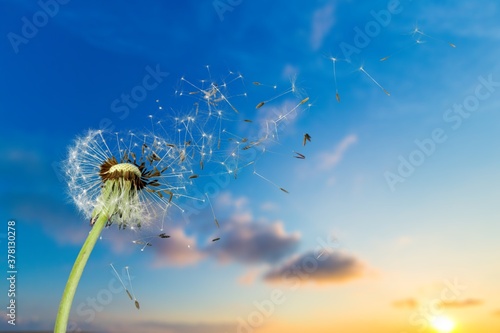Flying dandelion seeds on the sky background
