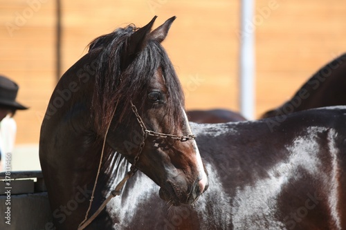 Tableau sur toile Cavalo Crioulo