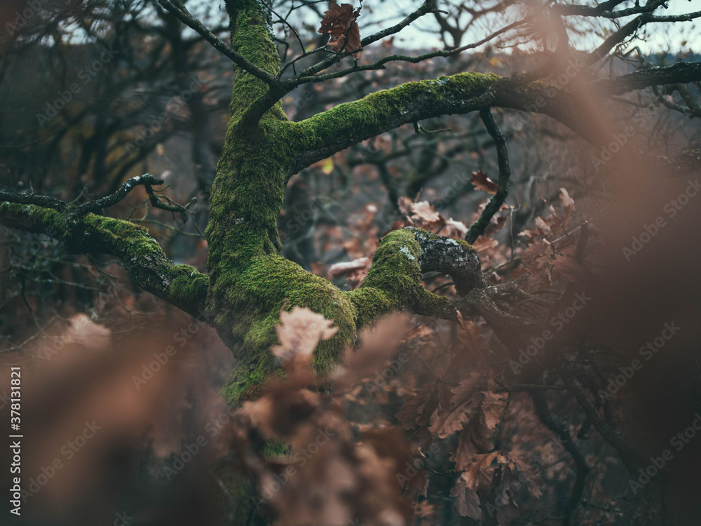 Fototapeta premium Harz - Bodetal - Nationalpark - Baum mit Moos 