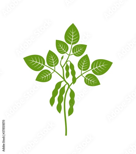 Soybean plant. Isolated soybean on white background