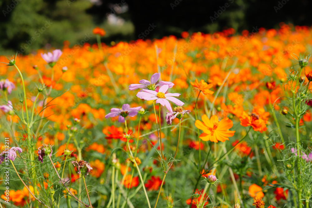 Fototapeta premium 花 花畑 オレンジ コスモス