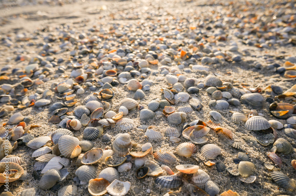 Beautiful scene in the sea, sea shells with sunset light Beautiful scene in the sea, sea shells with sunset light
