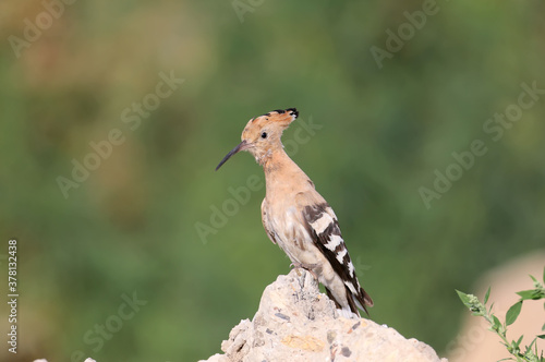 One The Eurasian hoopoe (Upupa epops) is photographed close-up against a beautiful background © VOLODYMYR KUCHERENKO