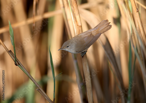 An adult reed warbler (Acrocephalus scirpaceus) is photographed close-up in its natural habitat. Detail and soft morning light identify the bird photo