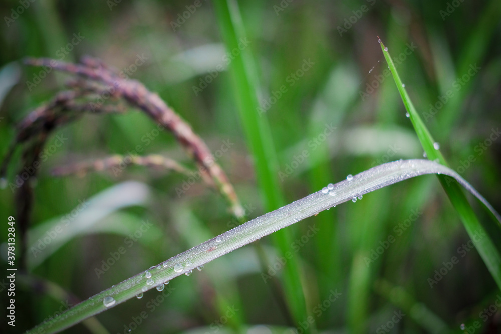 water drops on the green grass,Rainy day water drops on the green grass,Rainy day