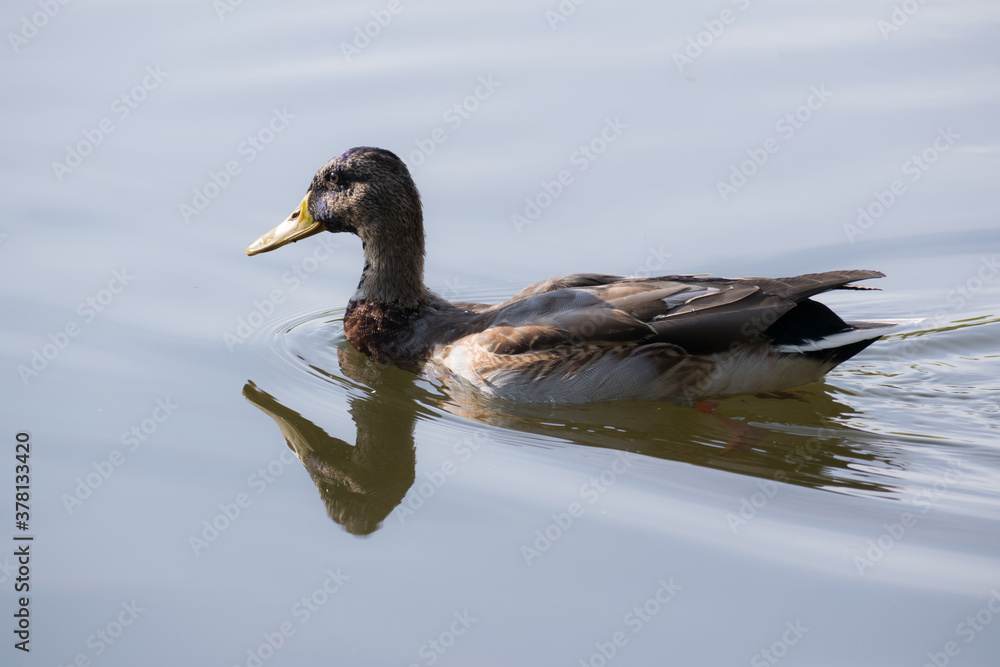 Duck swimming in the blue lake Duck swimming in the blue lake