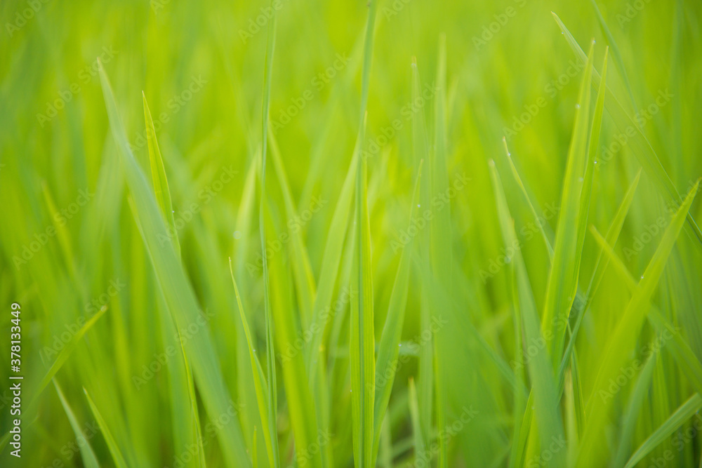 Abstract background green rice leaf Abstract background green rice leaf