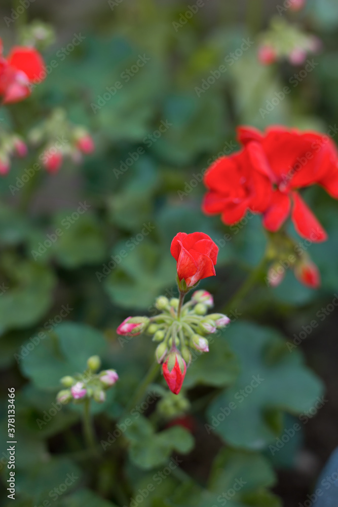 red flowers in the garden red flowers in the garden