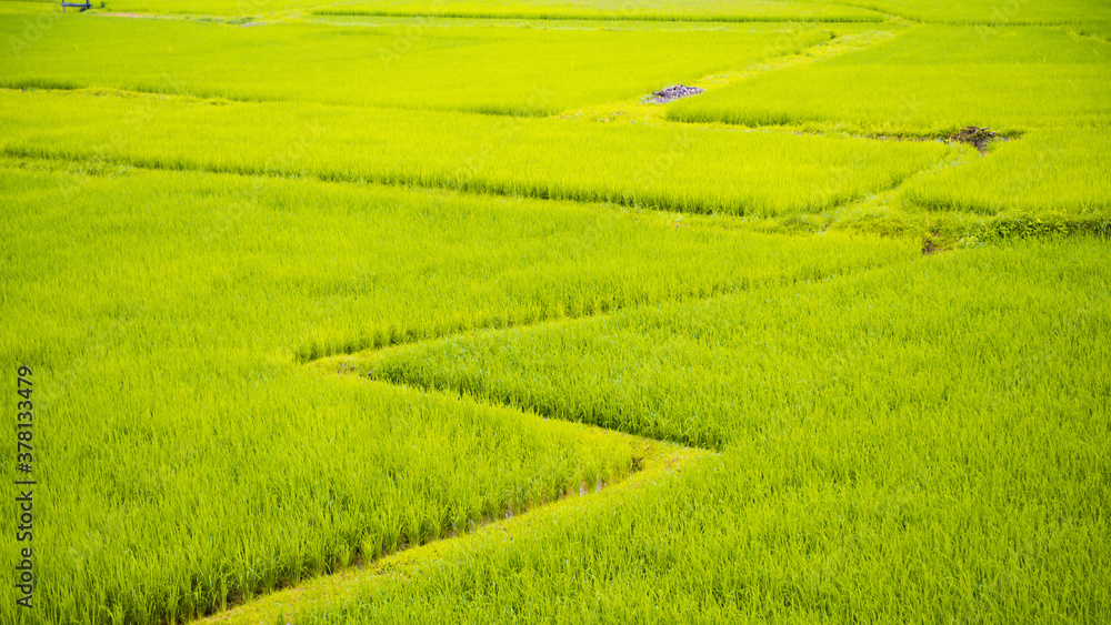 Green Terraced Rice Field in Nan, Thailand. Shoot from top view.Focus Rice Field centre