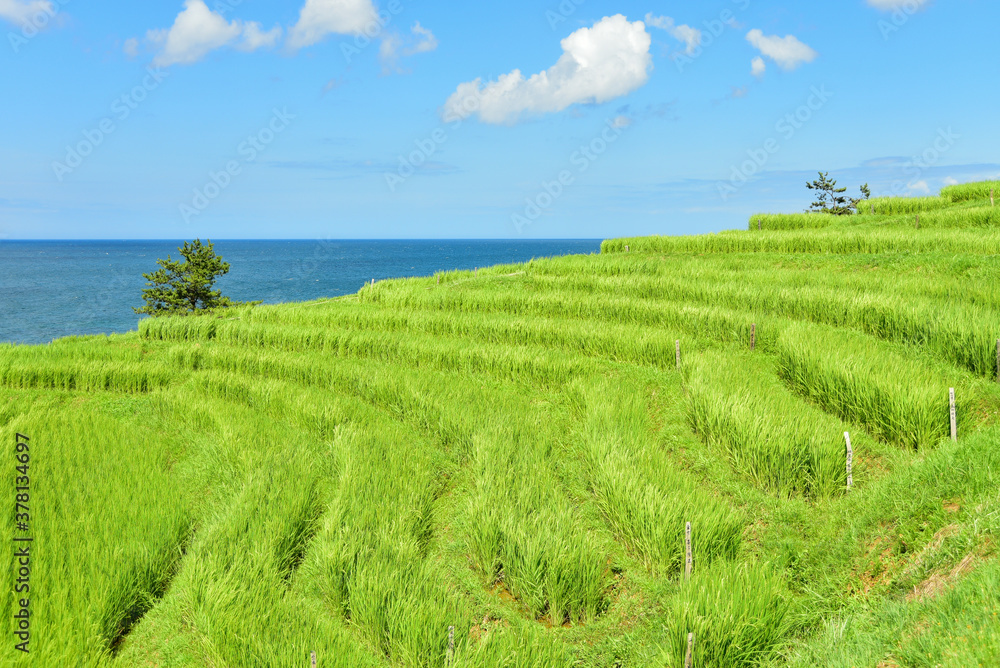 石川県能登半島にある白米千枚田の絶景　Superb view of rice terraces in Japan