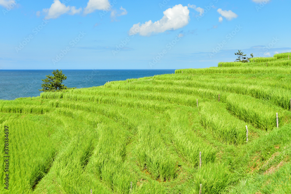 石川県能登半島にある白米千枚田の絶景 Superb view of rice terraces in Japan 石川県能登半島にある白米千枚田の絶景 Superb view of rice terraces in Japan