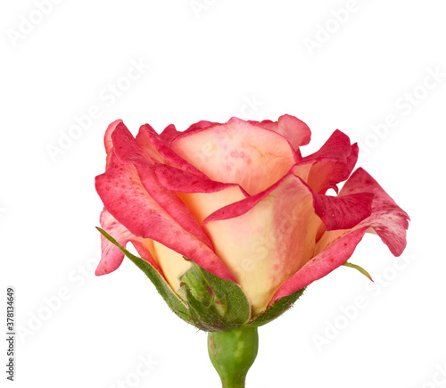 pink yellow blooming rose isolated on white background