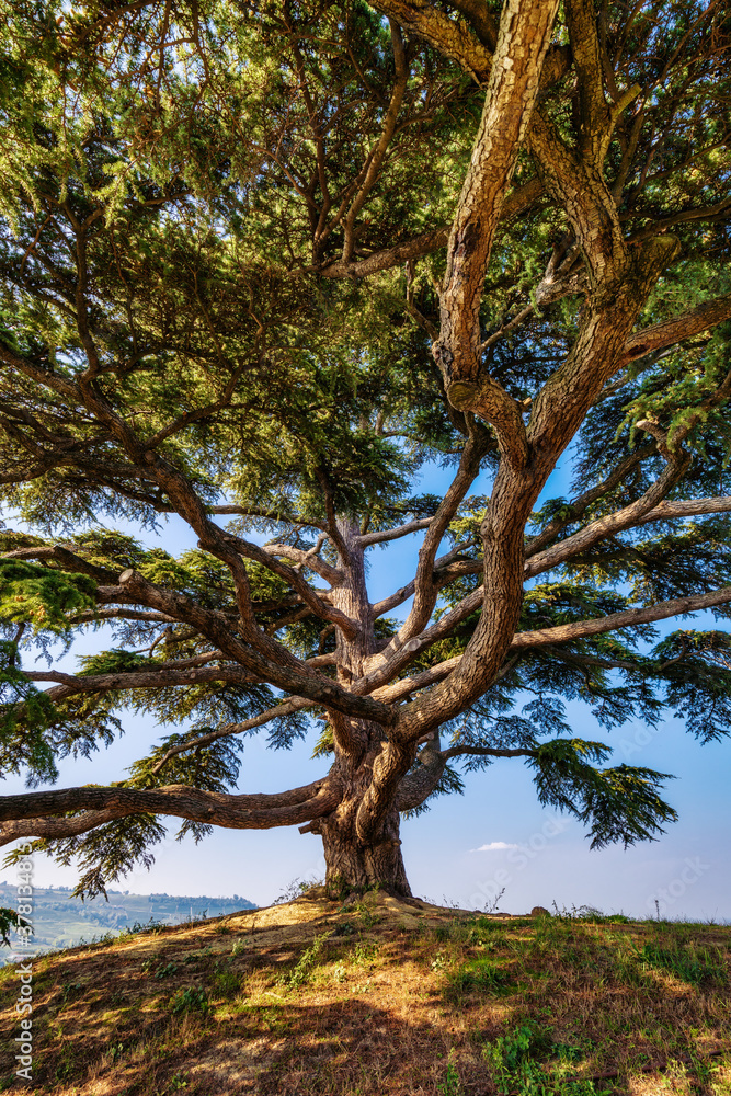 Cedar of Lebanon, La Morra, Langhe, Piedmont, Italy