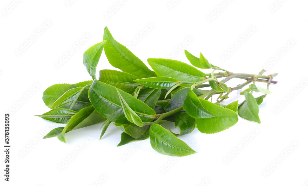 green tea leaf isolated on white background. green tea leaf isolated on white background.