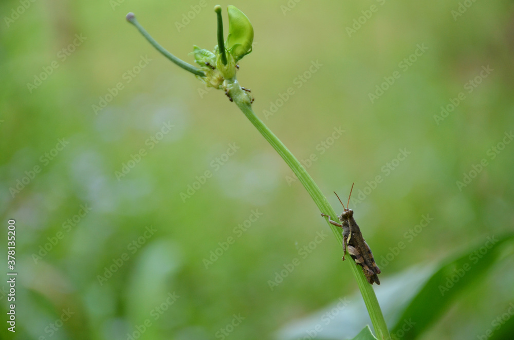 Fototapeta premium the brown bug insect hold on cow pea vine in the garden.