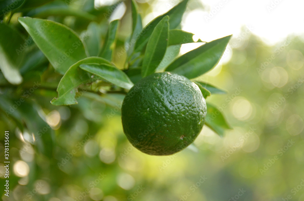 the green ripe orange with leaves and branch in the garden the green ripe orange with leaves and branch in the garden