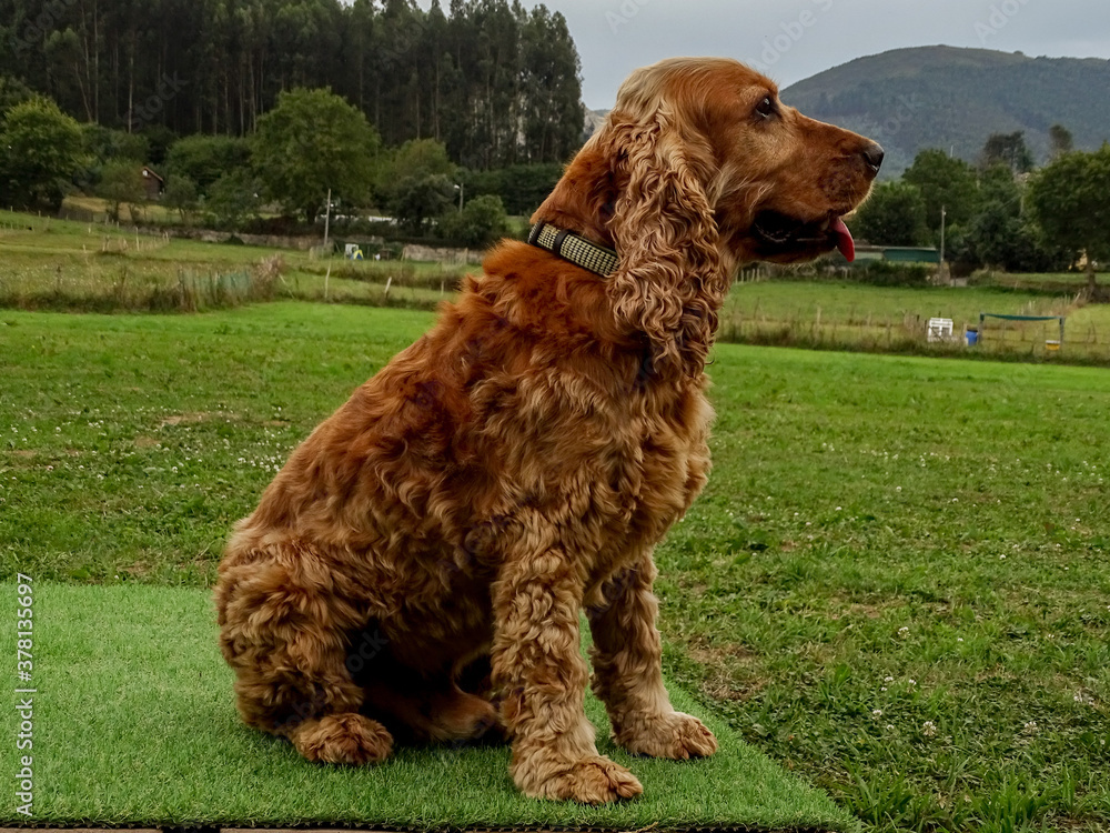 english cocker spaniel english cocker spaniel