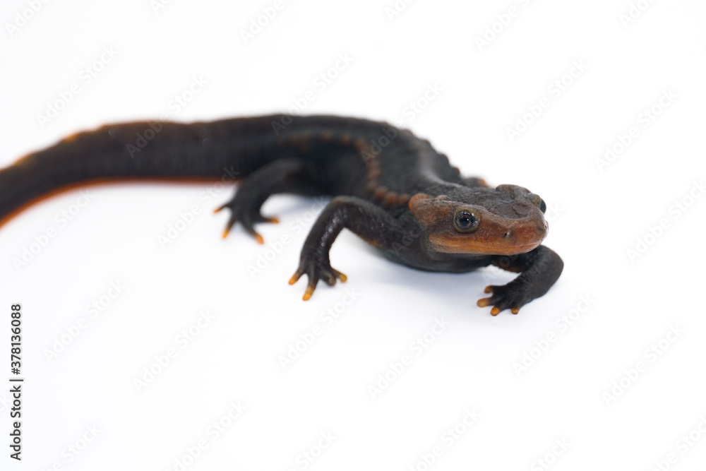 Obraz premium Crocodile newt (Tylototriton panhai) standing on the white background studio