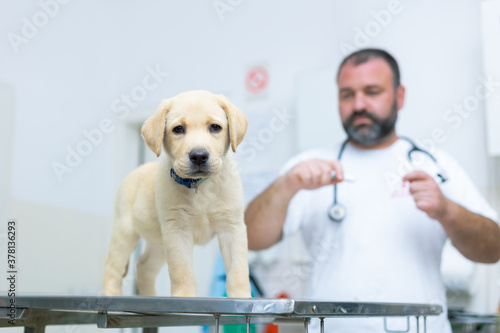 Veterinarian examining dog in clinic. Male doctor preparing the vaccine for beautiful labrador puppy.