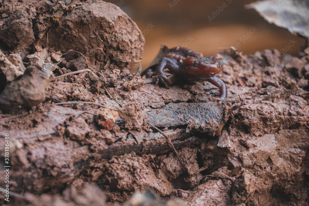 Crocodile newt (Tylototriton panhai) walking on the land Crocodile newt (Tylototriton panhai) walking on the land