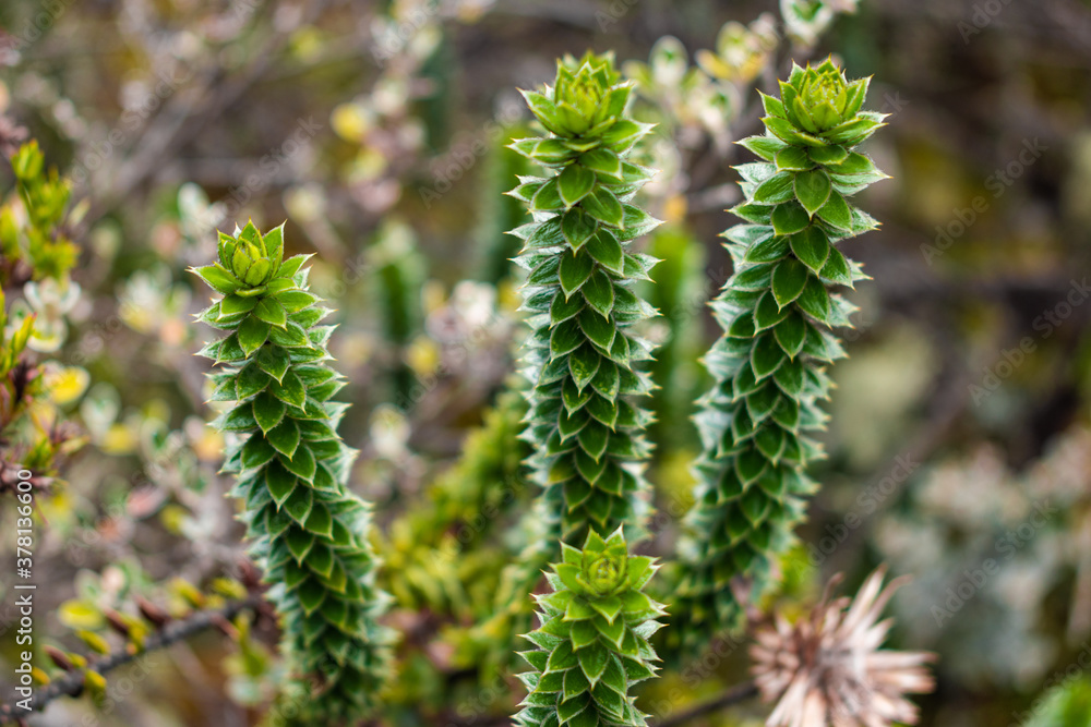 The details of a rare plant in Cajas National Park, Ecuador The details of a rare plant in Cajas National Park, Ecuador