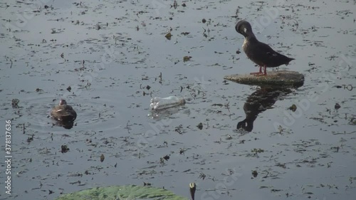 ducks and pet bottle