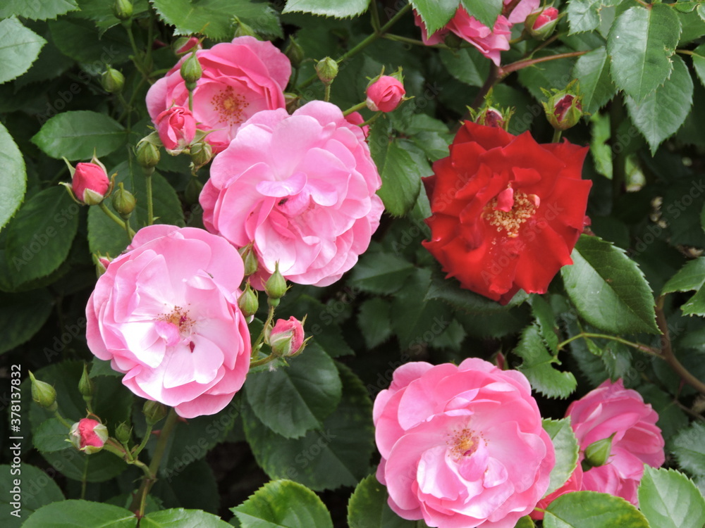 pink and red roses in the garden pink and red roses in the garden