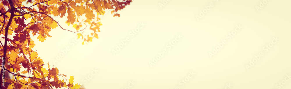 Yellow fall leaves of trees - obrazy, fototapety, plakaty 