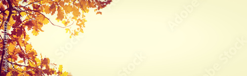 Yellow fall leaves of trees