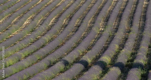 Field of lavenders,Ferrassieres, Provence, France photo