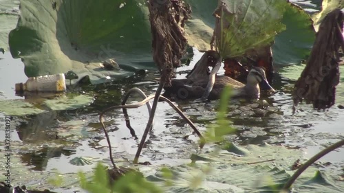 duck and pet bottle