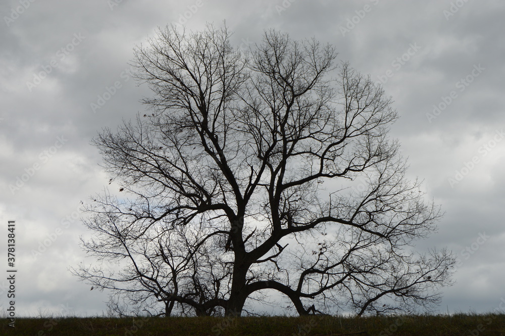 A tree silhouette against a dark sky with a storm on the horizon. A tree silhouette against a dark sky with a storm on the horizon.