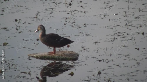 duck on the Styrofoam