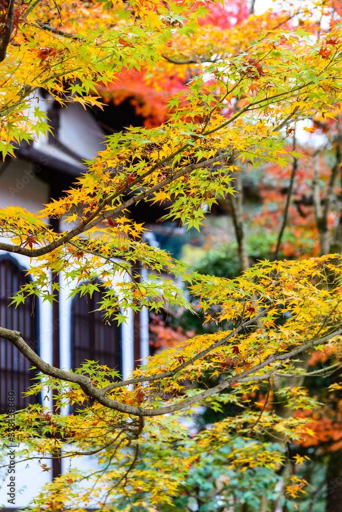 Autumn red maple leaves in Japanese garden, Eikando temple in Kyoto, Japan