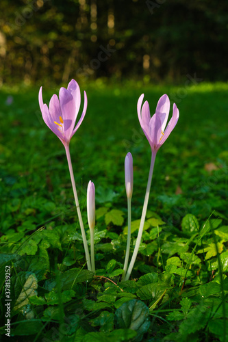 Zwei wunderschöne Blüten der Herbstzeitlose (lat.: Colchicum autumnale) in einer Wiese photo