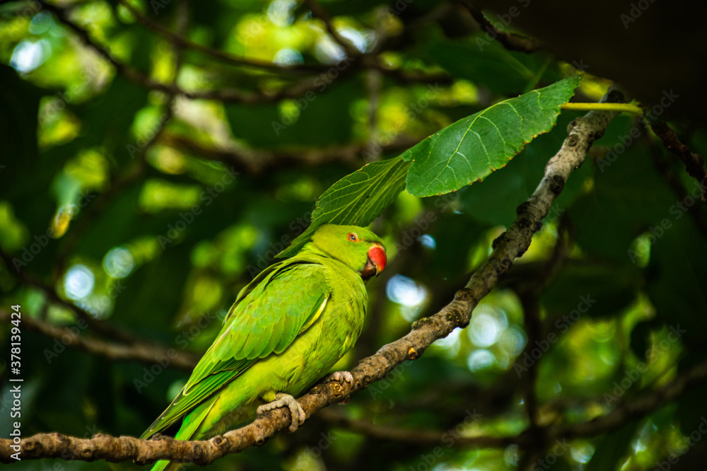 Obraz premium Photo of a beautiful and bright green bird, staying on top of a tree in the middle of the forest.