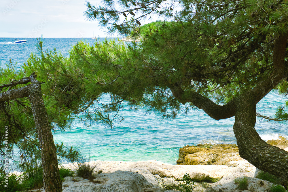 Beautiful seascape with blue Adriatic sea and green pine tree on the rocky coastline of Vrsar, Croatia